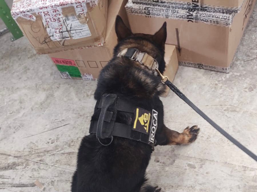 Un perro policía adiestrado para la localización de sustancias y productos ilícitos, realizó el marcaje en una caja de cartón.